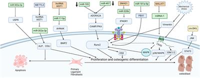 Non-coding RNAs in ossification of the posterior longitudinal ligament